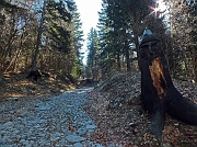 51 Riprendo la salita nel Bosco degli Gnomi...